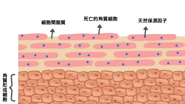 皮膚表層構造，補足細胞間脂質避免肌膚水分流失。圖／麗富康國際